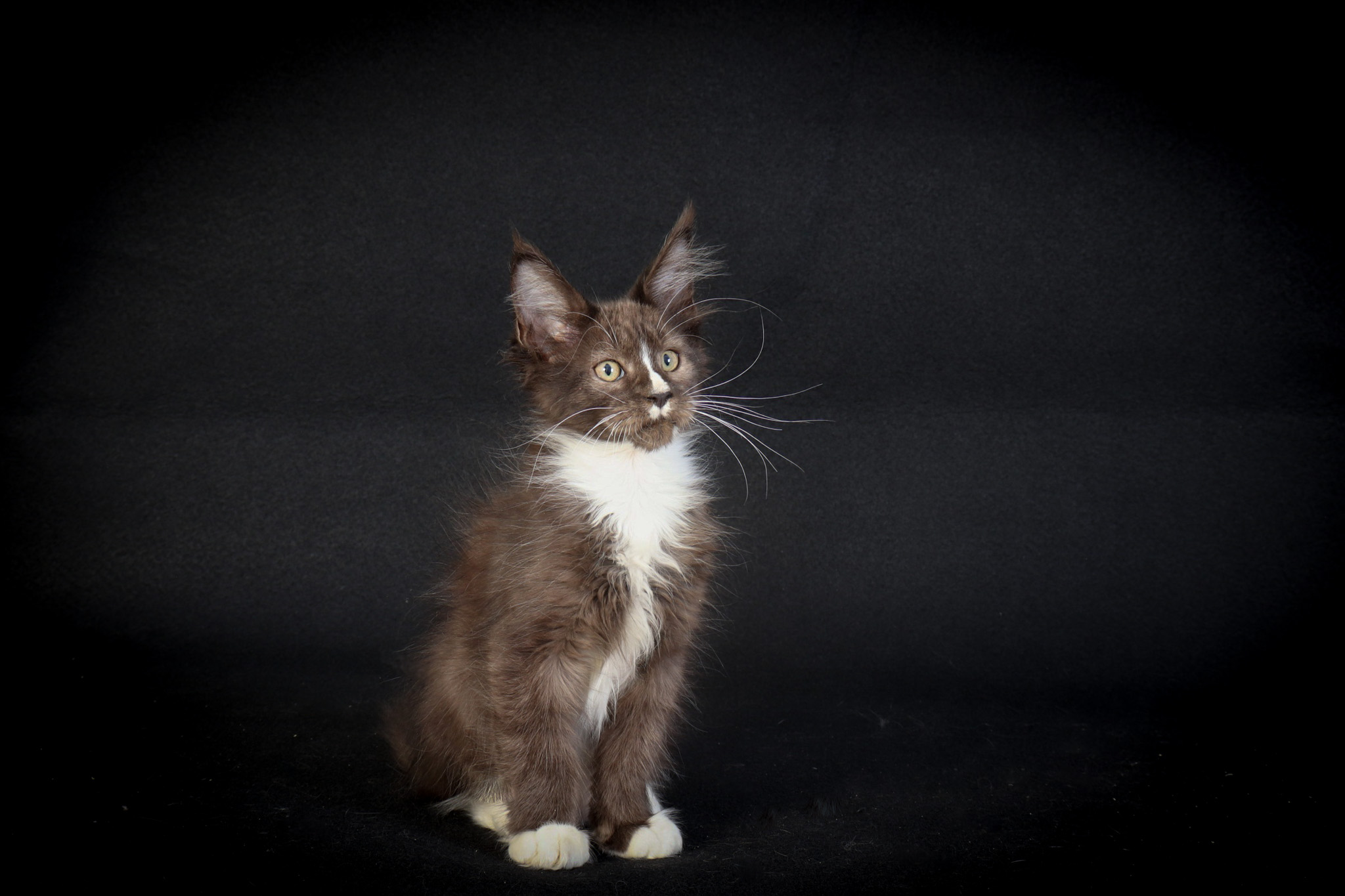 Filhote maine coon